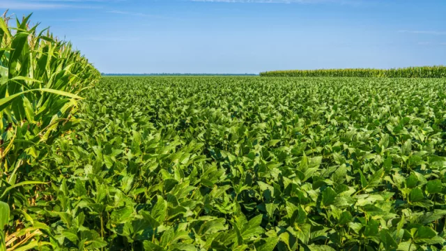 Ya hay hectáreas a US$ 20.000: el mercado de campos se despierta y la demanda supera a la oferta