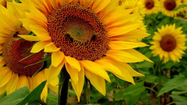 De cultivo olvidado a negocio estrella: el girasol explota en Córdoba y ya mueve US$ 275 millones
