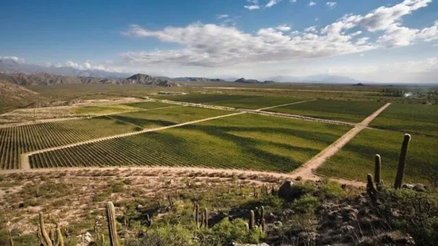 Orgullo salteño: Colomé y El Porvenir serán protagonistas del Día del Malbec a nivel nacional