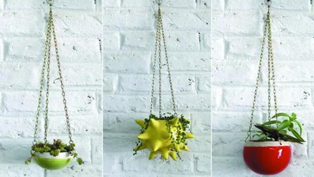 ¡Cache! Plantas mascotas