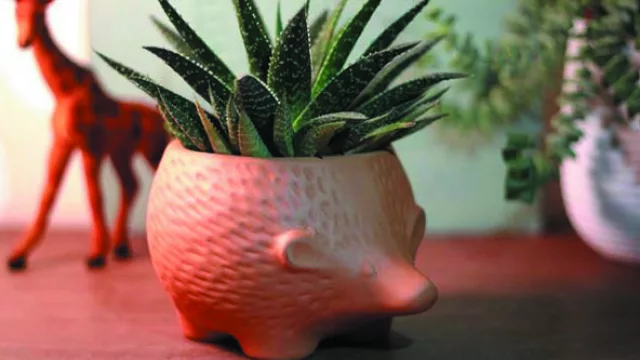 Las plantas mascota, una nueva tendencia que presta atención a las macetas.