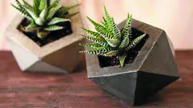 Las plantas mascota, una nueva tendencia que presta atención a las macetas.