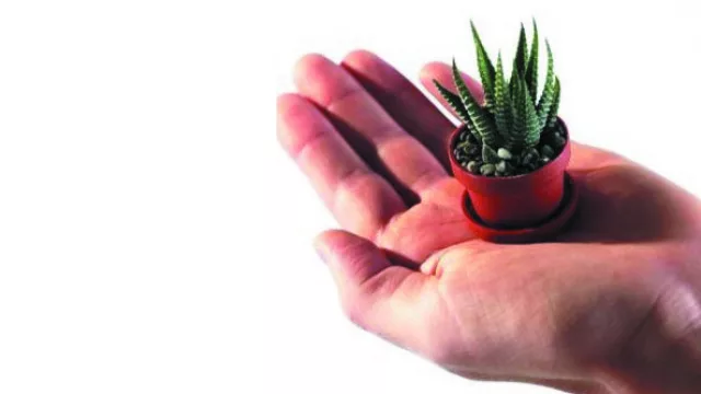 Las plantas mascota, una nueva tendencia que presta atención a las macetas.