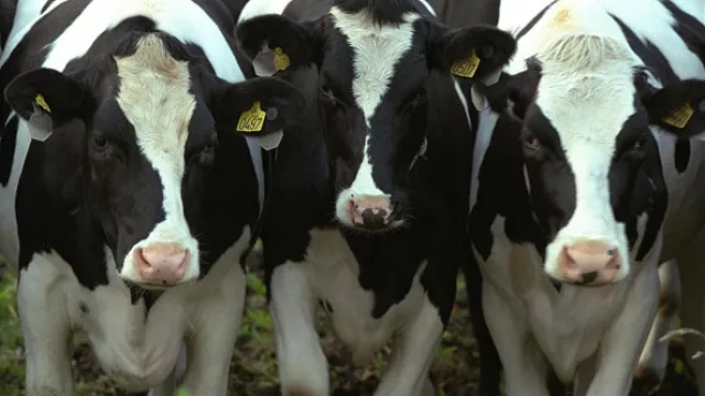 La ganadería, ese gran negocio para los que viven en la ciudad (en las vaquitas está la clave)