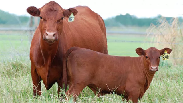 ¡Este no la tenía! Desde PY exportan vacas a Ecuador… ¡por avión!