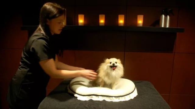 Veterinarias y otros negocios que florecen en el Día del Animal