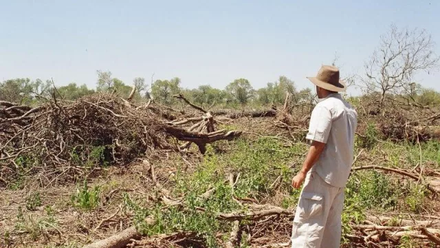 Deforestación y desmonte. (Fotos gentileza de Banco de Bosques).