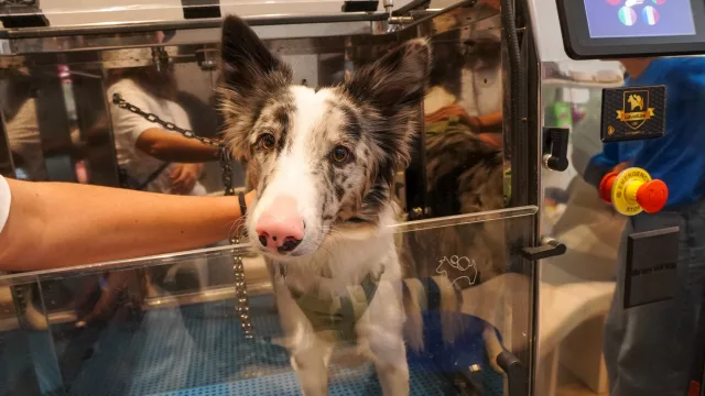 Ni peluqueros ni turnos, Lavakan trae el "lavado automático" para perros y pone la mira en Córdoba para su expansión