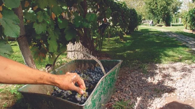 El Senasa y el Instituto Nacional de Vitivinicultura unifican el trámite del DTV-e 