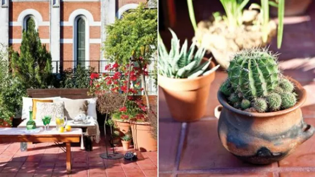 Cuando las grandes macetas no tienen lugar en el ambiente, las pencas pueden ser una alternativa colorida y funcional.