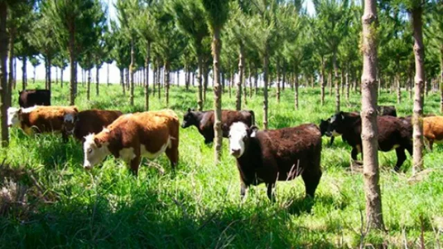 En busca del equilibrio justo entre productividad y cuidado de la naturaleza