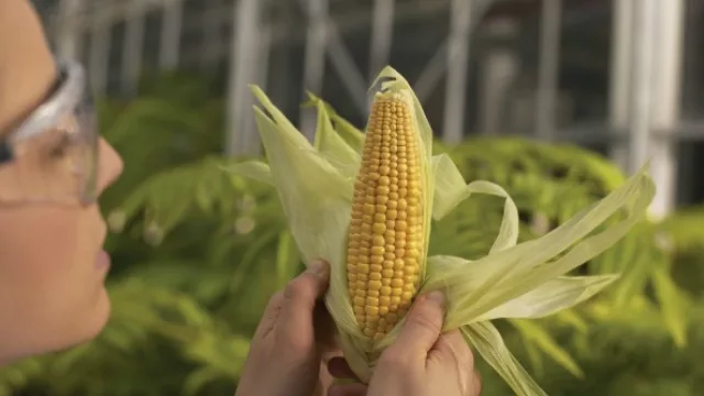 Syngenta sale a financiar proyectos que recuperen tierras o promuevan la biodiversidad