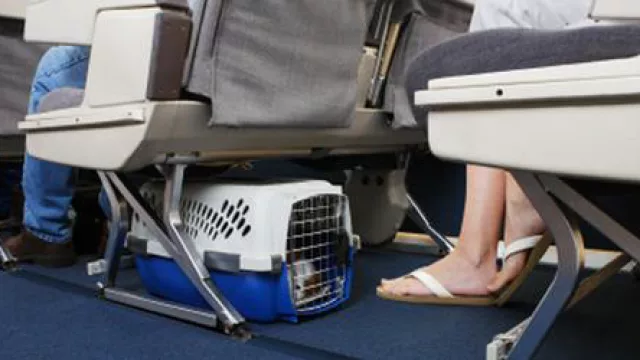 Cómo y cuándo se puede llevar mascotas en los vuelos de cabotaje de Aerolíneas y Austral