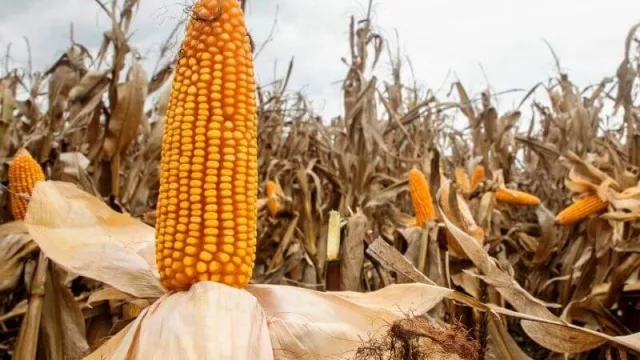 "La cadena maicera suma cada vez más valor agregado y exportaciones" (por qué es vital este cultivo en la mirada de Profertil)