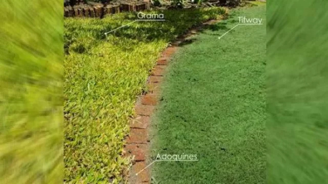 Un solo jardín, tres tipos de pasto
