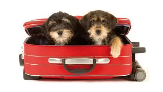 Qué hacer con el Bobby cuando nos vamos de vacaciones (lo que aconsejan los especialistas)