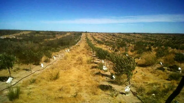 El 50% del proyecto Finca Patagonia - marca del fideicomiso Olivares Patagónicos- ya está desarrollado.