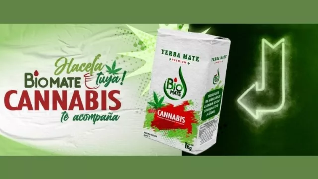 La yerba de cannabis que tiene aroma y sabor (ya se vende en Montevideo)