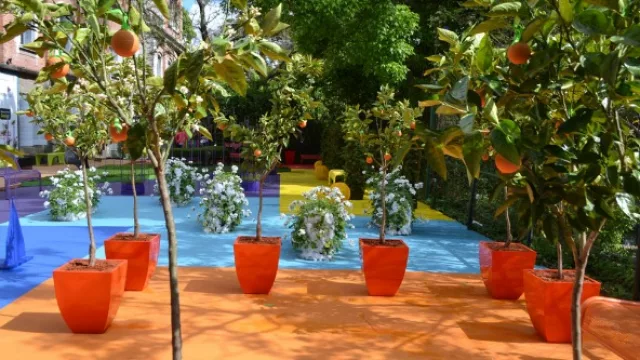 ¿Dónde podrían crecer mejor las naranjas? En el sector que está a su tono.