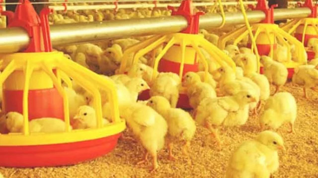 Pollpar cerrará el año con alza del 15% y arrancará el 2015 con inversión millonaria