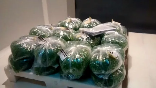 Luego de tres días de secado, las cápsulas blandas son llevadas a la línea que las pondrá en un blister.