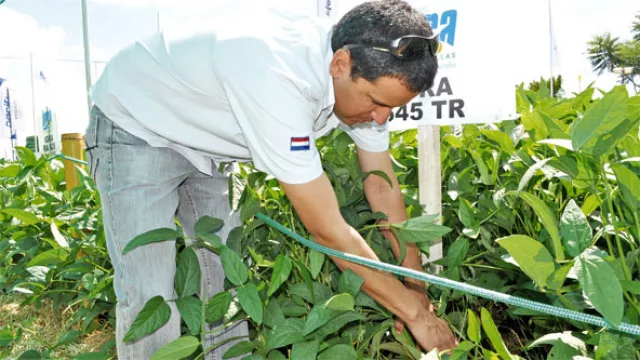 La alemana Bayer ingresa al mercado de soja tras adquirir la marca Igra Semillas