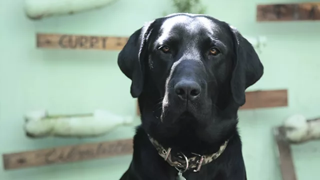 Miles, director afectivo.