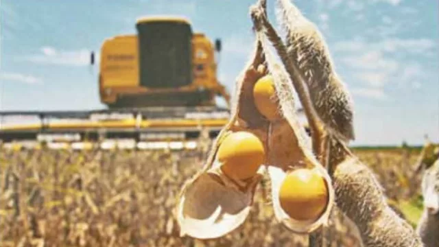 La soja debería cotizar a US$ 440 para que sembrarla sea rentable (dice CREA)