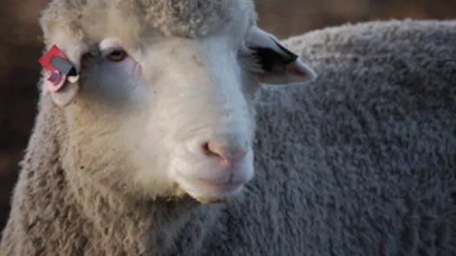 Patagonia presenta línea de ropa sustentable (cuando empresas se acuerdan del ecosistema)