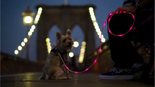 Pup Crawl Lights-Up Leash, una correa para no pasar desapercibido.
