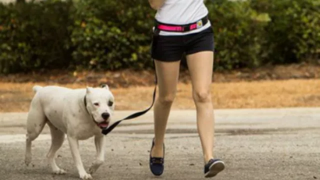 Mientras salís a caminar, un cinto-correa es ideal.