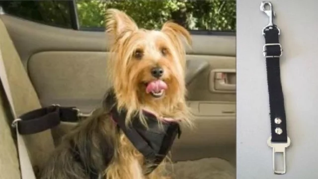 Un cinturón de seguridad para  perros cuando los llevás en el auto disponible en MercadoLibre.