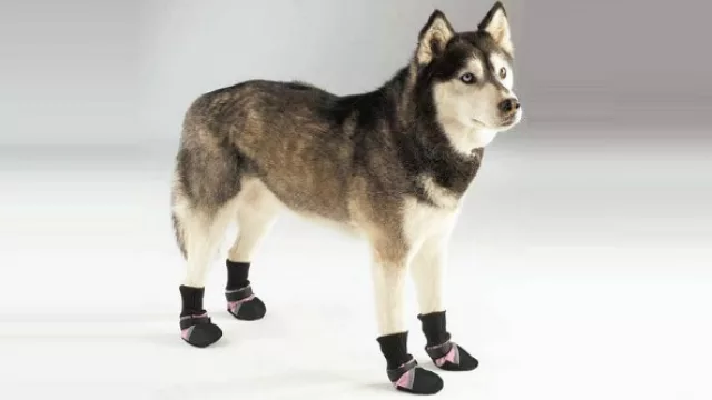 Para aquellos animales con patitas delicadas existe esta opción.