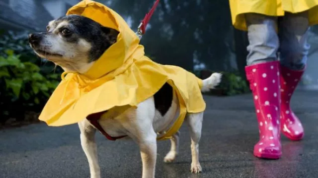 Para los días de lluvia, el rompeviento adaptado a las mascotas es una alternativa útil para no dejar de pasear incluso cuando el clima no acompaña.