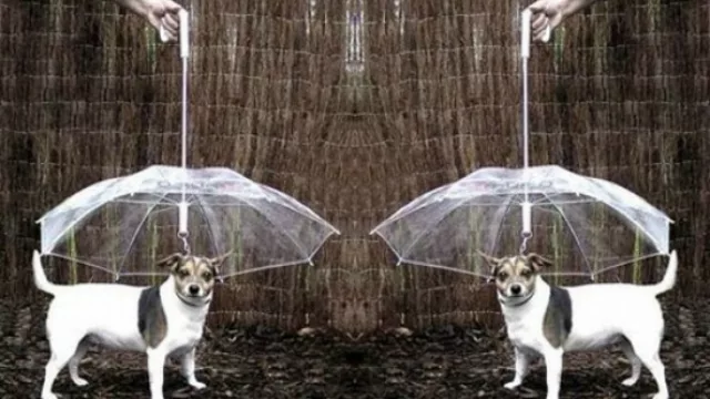 El clásico paraguas para mascotas, otra opción para la lluvia.