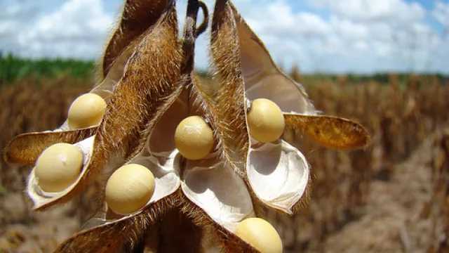 La soja sigue cayendo