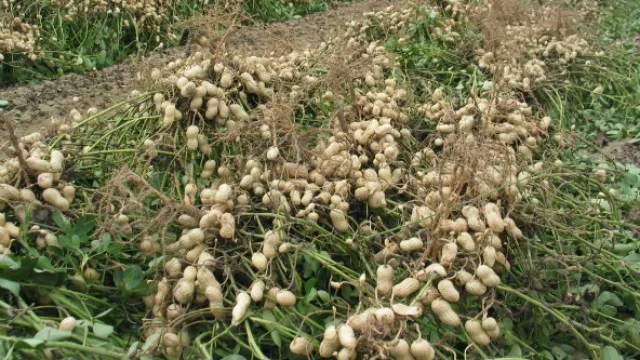 Dueños de campos ganan 500% más con maní que con soja (alquilan por hasta US$ 650 por ha.)