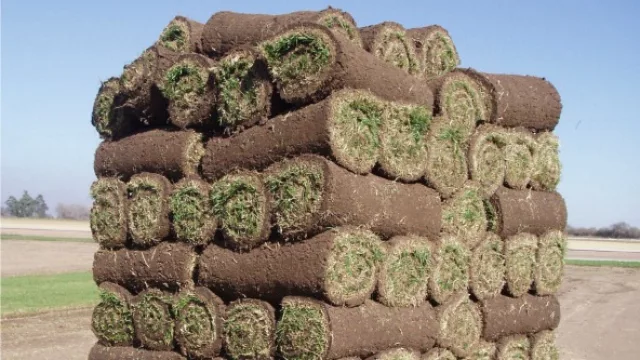 La versión jardín de la alfombra roja