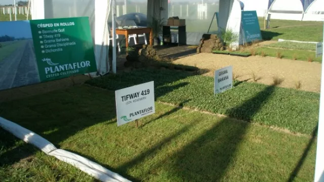 Se comercializa de a metro.