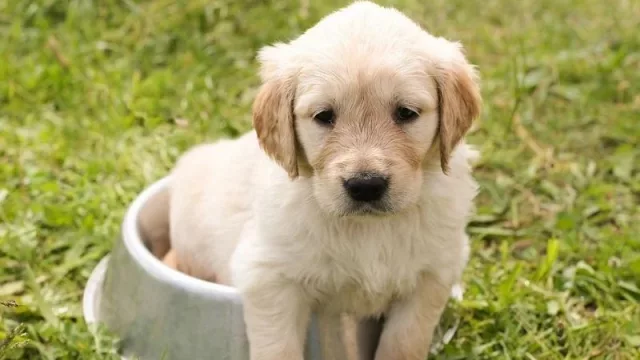 Adiós al alimento comercial: aumenta en España la suscripción a comidas “gourmet” para perros