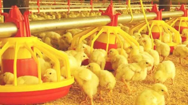 Empresa local invierte más de US$ 7 M con miras a mercados internacionales