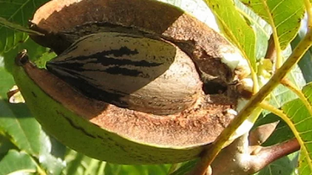 Nueces pecán, tan (o más) rentables que la soja (el proyecto más grande, en manos cordobesas)