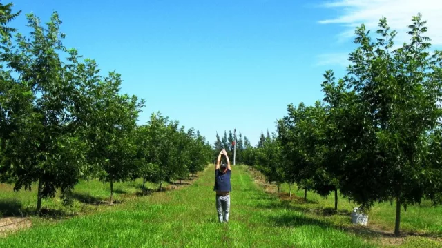 Vivero Anju arrancó con 10 hectáreas iniciales...