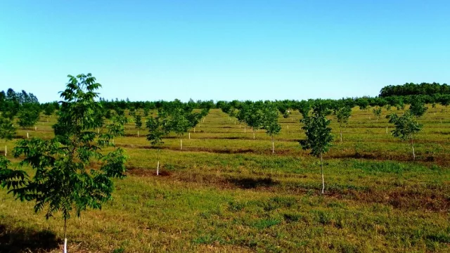 ... y hoy ya tiene 165 y casi 18.000 árboles.