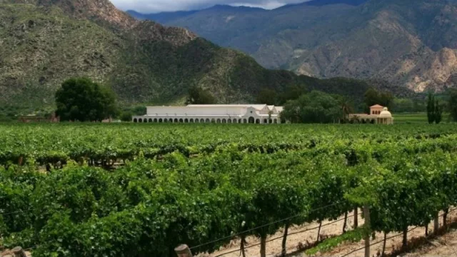 Salta tiene un plan para sus vinos de altura: conquista de nuevos mercados y más