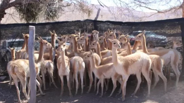 Dos firmas de alta costura compiten por fibra de vicuña de Jujuy (avanza la venta de 169 kilos)