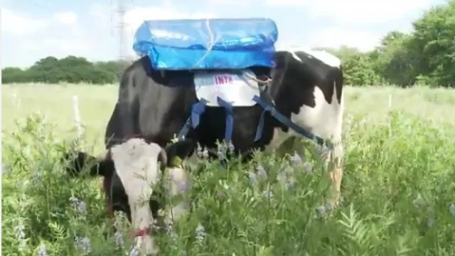 Y te da la leche, el dulce de leche …¡y la energía que necesita tu heladera o tu auto!