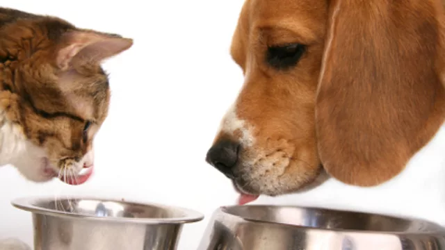 Alerta amos: ¿$ 80 el kilo de Eukanuba?