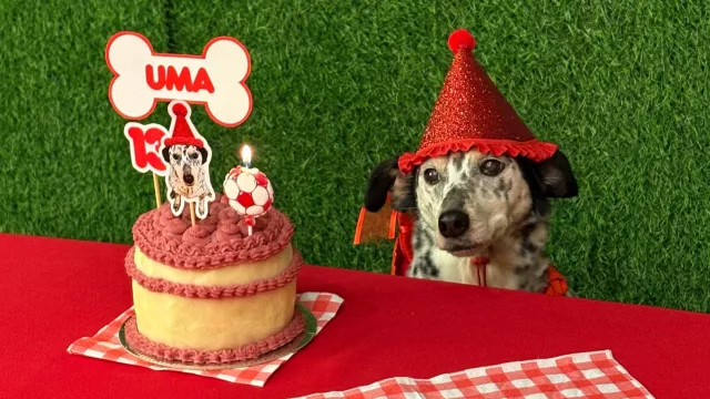 Con torta, pelotero y sorpresitas: Córdoba ya tiene el primer salón de cumpleaños para perros (qué más es Anis)