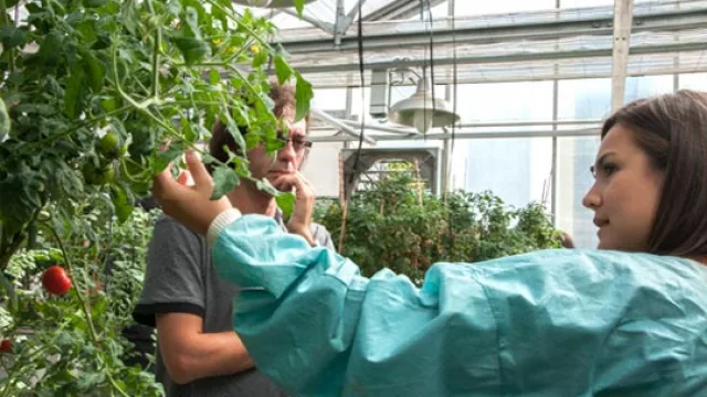 Qué dirá ahora el ecologismo bobo: AR y BRA patentan fórmula para duplicar producción de tomates (y más)